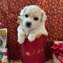Sugar - White female Bichon Frise puppy in Tehachapi, California from Peg's Bichons