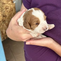Bernedoodle, Poodle, and Soft Coated Wheaten Terrier Puppies from Whoodles of Wyoming