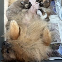 Pomeranian Puppies from Tinkerpoms