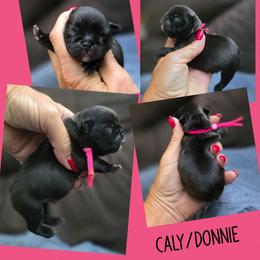 Pink Collar - Brindle female French Bulldog puppy in Polk City, Florida from Best Friend Frenchies, LLC