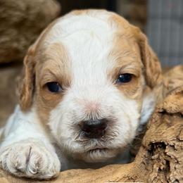 Lovie (Lime Collar) - Apricot female Australian Labradoodle puppy in Mount Gilead, North Carolina from Tillery Labradoodles