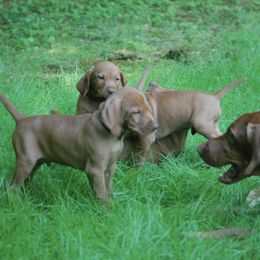 Vizslas from Skypoint Kennel