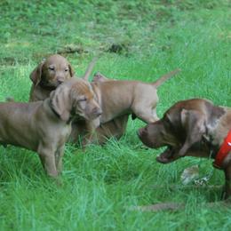Vizslas from Skypoint Kennel