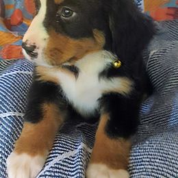 Cubby - Tri-color female Bernese Mountain Dog puppy in Shiloh, Georgia from Doodle Mountain