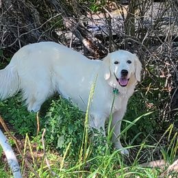 Maizie - Golden Retriever