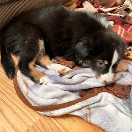 JayJay - Black tri male Miniature Australian Shepherd puppy in Woodsdale, Ohio from Crest View Minis