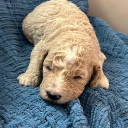 El Paso - Cream male Goldendoodle puppy in New Waverly, Texas from C.P. Puppy Buddies