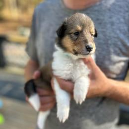 Ms. Teal - Sable female Collie puppy in Tallahassee, Florida from Lampost Kennels