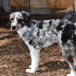 Edison - Aussiedoodle