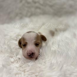 Macadamia girl - Piebald female Dachshund puppy in Chehalis, Washington from McJazzin Doxies