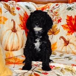 Clove - Black female Sheepadoodle puppy in Austin, Texas from Darling Doodles