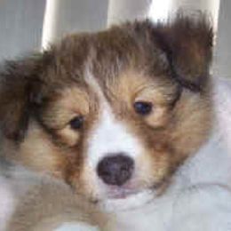 Shetland Sheepdog Puppies from Costa Del Sol Shelties