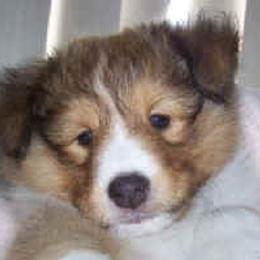 Shetland Sheepdog Puppies from Costa Del Sol Shelties