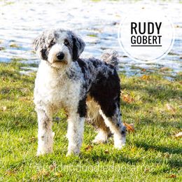 Rudy - Assorted Doodle Crosses