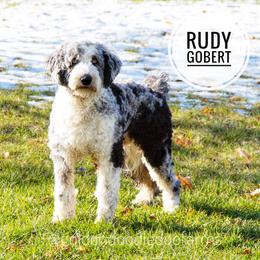 Rudy - Assorted Doodle Crosses