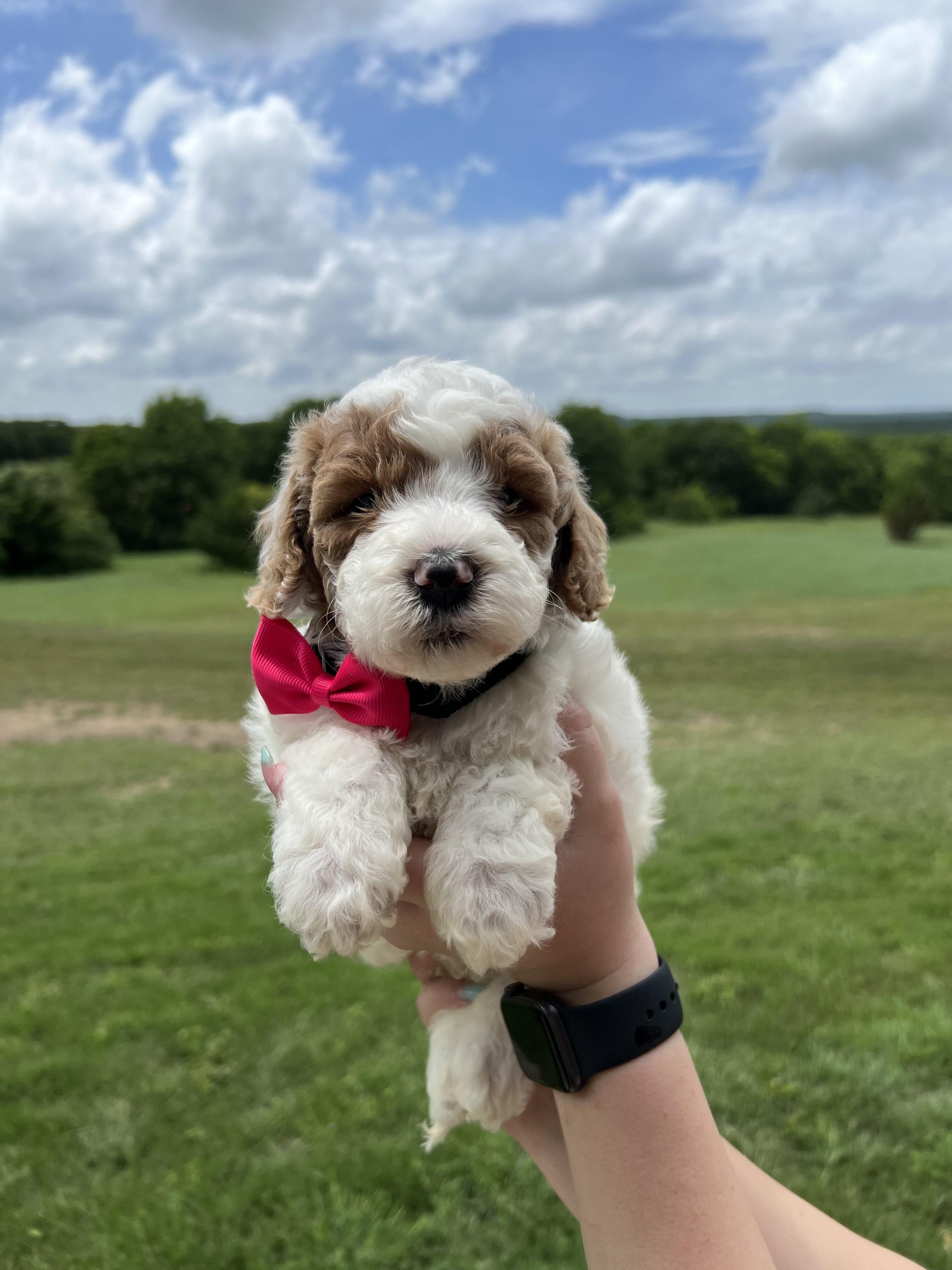 Dream Catcher Goldendoodles in Texas Goldendoodle puppies Good Dog