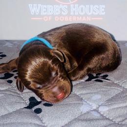 Light Blue Collar Male - Red and rust male Doberman Pinscher puppy in Bargersville, Indiana from Webb’s House of Doberman LLC