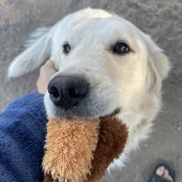 Willow - Golden Retriever