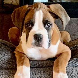 Boxers from Love and Loyalty Boxers