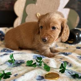 Hangman - Red male Dachshund puppy in Morristown, Tennessee from Hillside Hounds
