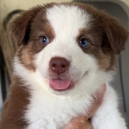 Magnolia - Red tri-color Australian Shepherd puppy in California from Aussmazing Aussies