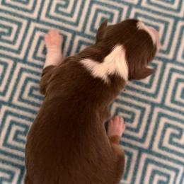 ASDR 2 Blue's Fiery Blaze - Red tri male Toy Australian Shepherd puppy in Tremont, Tennessee from 2 Blue Toy Aussies