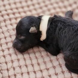 Pumi Puppies from Marylynn Carrasco