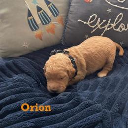 Orion - Apricot male Goldendoodle puppy in Noblesville, Indiana from R and H Doodles