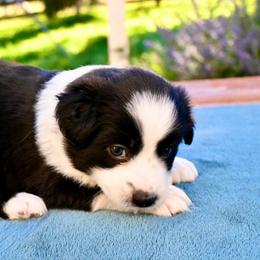 Ithan - Black & white male Miniature American Shepherd puppy in Damascus, Oregon from Rebel Soul Minis