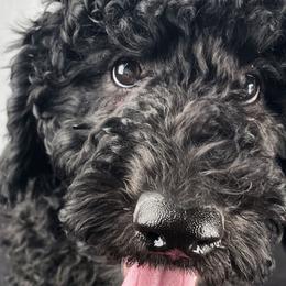 Bernedoodles and Goldendoodles from Kansas City Doodles