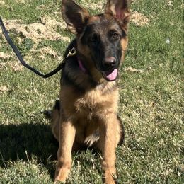 Danika - Black and red female German Shepherd puppy in Whitewater, California from Vom Haus Metzler Shepherds