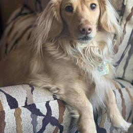Dachshund All Grown Up from Gypsee Dreams Doxies