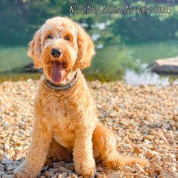 Australian Labradoodle All Grown Up from West Haven Australian Labradoodles