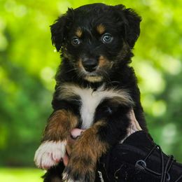 Australian Shepherd Puppies from Kenmont Kennels