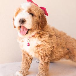 Aussiedoodle and Goldendoodle Puppies from Ever After Doodles Arizona