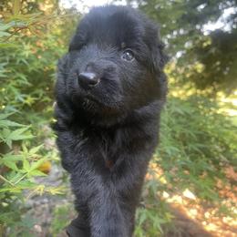Cherry Garcia - Black male German Shepherd puppy in Oakland, Oregon from VHM German Shepherds