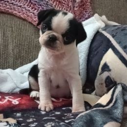 Sally - Black female Pug puppy in East Bernstadt, Kentucky from Sundance Pugs