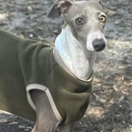 Mora - Italian Greyhound
