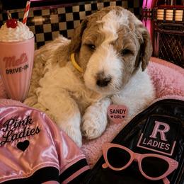 Sandy - Apricot female Goldendoodle puppy in Janesville, Wisconsin from Brandie Stenulson
