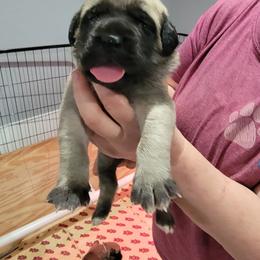 Janis (green) - Fawn female Mastiff puppy in Conroe, Texas from Southern Star English Mastiffs