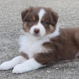 Australian Shepherds from Bon Temps Ranch