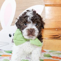 Shilo - Parti male Poodle puppy in Hugo, Oklahoma from Ann R.