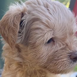 Lettie Mae red girl - Wheaten female Miniature Schnauzer puppy in Groesbeck, Texas from Ranch 4M