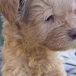 Lettie Mae red girl - Wheaten female Miniature Schnauzer puppy in Groesbeck, Texas from Ranch 4M