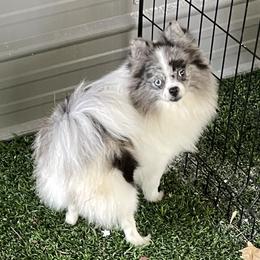Ember - Pomeranian