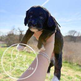 Grey - Tri-color female Bernedoodle puppy in Rockwall, Texas from Glory Doodles
