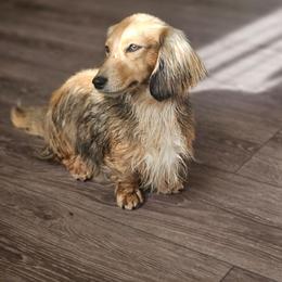 Khloe - Dachshund