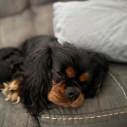 Calamity Jane (Callie) - Cavalier King Charles Spaniel