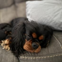 Calamity Jane (Callie) - Cavalier King Charles Spaniel