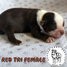 Joanie - Red tri female Miniature Australian Shepherd puppy in Jaroso, Colorado from Heaven Sent Aussies